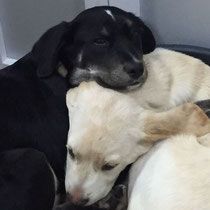 dos perros uno blanco y otro negro