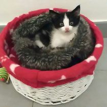 gato en cesta